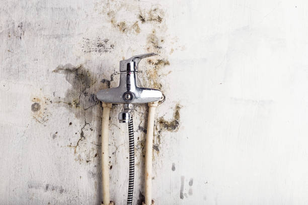 Best Same-Day Mold Removal  in Hillsborough, CA