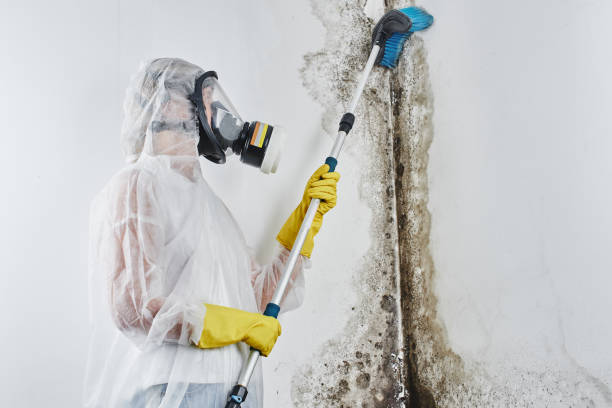 Best Office Mold Removal Services  in Hillsborough, CA