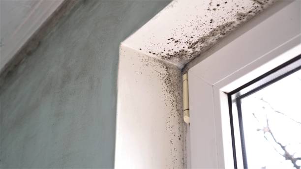 Best Emergency Mold Removal  in Hillsborough, CA