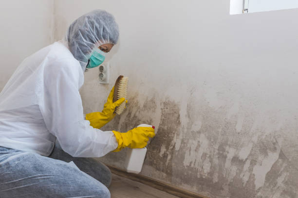 Best Attic Mold Removal  in Hillsborough, CA