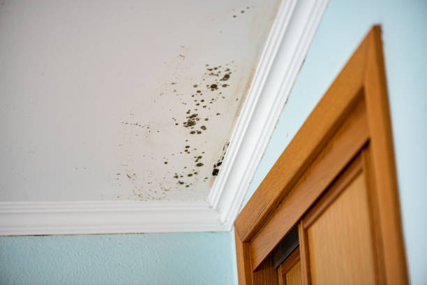 Mold Testing and Removal in Hillsborough, CA