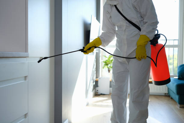 Best Fast Mold Removal  in Hillsborough, CA