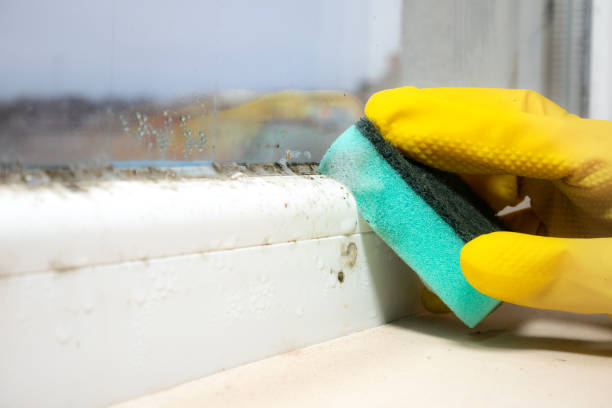 Best Crawl Space Mold Removal  in Hillsborough, CA