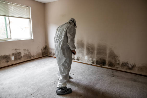 Best Mold Testing and Removal  in Hillsborough, CA