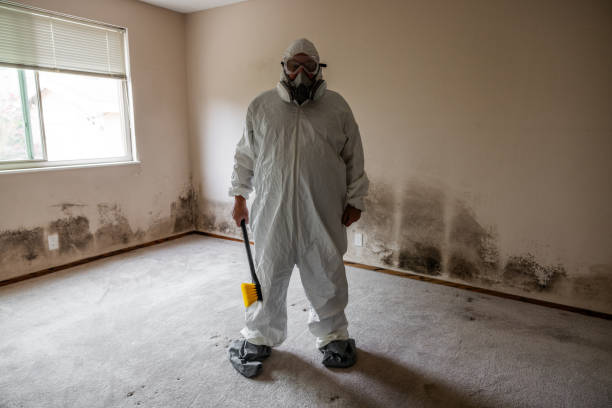 Mold Removal and Inspection in Hillsborough, CA
