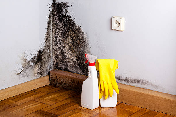Best Best Mold Removal Companies  in Hillsborough, CA