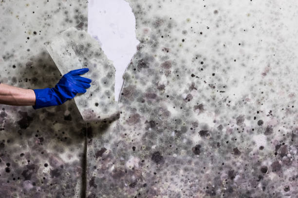 Best Professional Mold Removal  in Hillsborough, CA