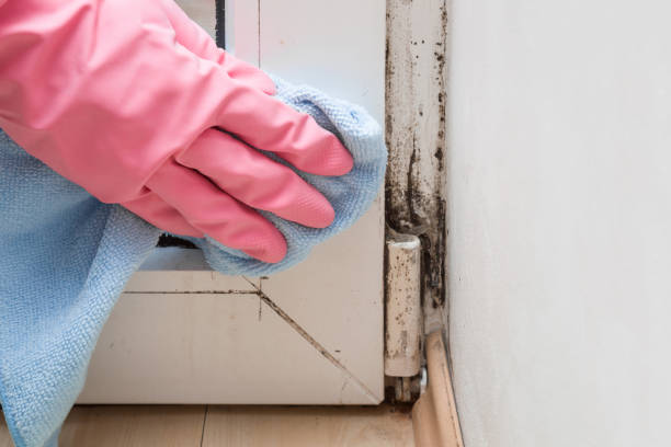 Best Black Mold Removal  in Hillsborough, CA