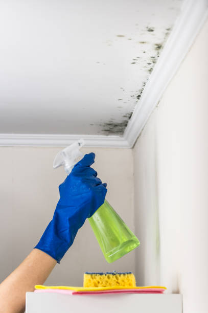Best Mold Remediation Experts  in Hillsborough, CA