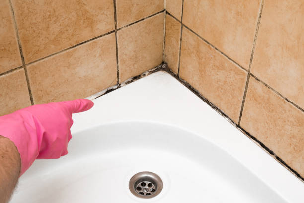 Best Mold Removal and Inspection  in Hillsborough, CA